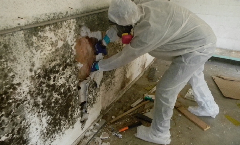 Mold Cause Structural Damage