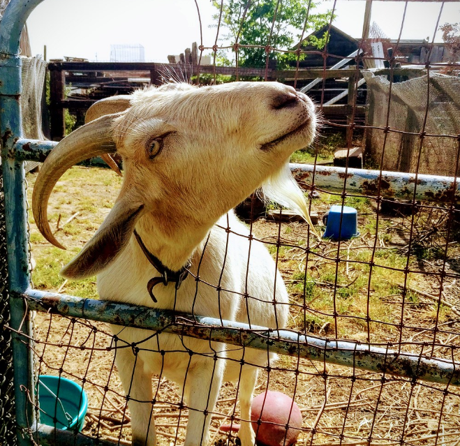 What Kind of Fence Does a Goat Need