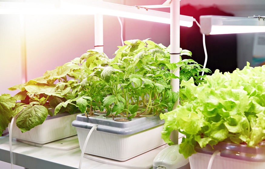 hydroponics farming